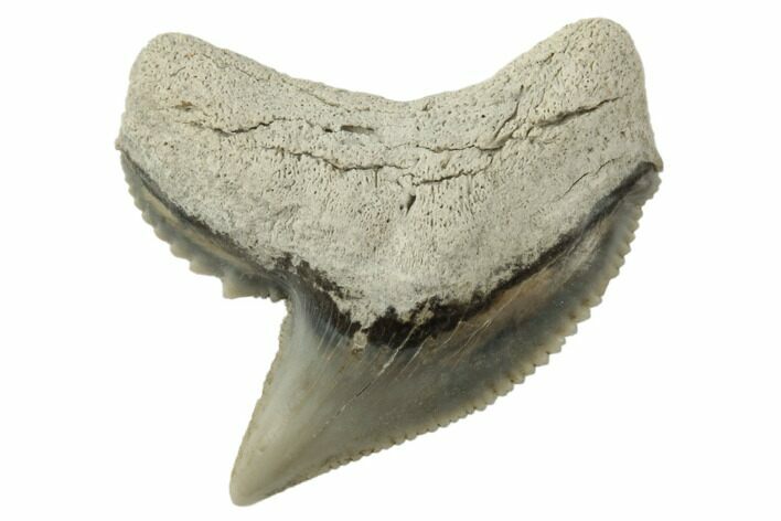1.17" Fossil Tiger Shark (Galeocerdo) Tooth -  Aurora, NC